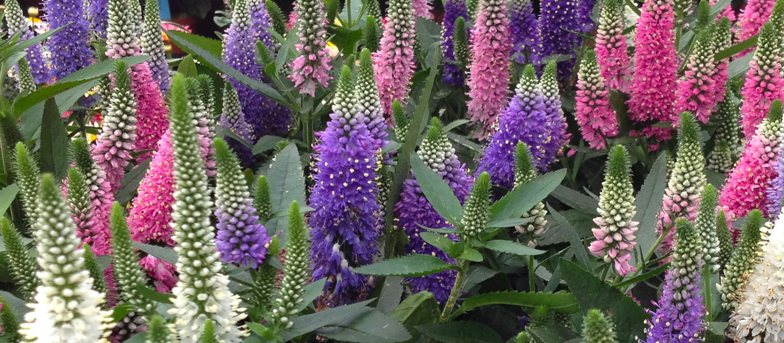 12-GEWAS-OVERIG-Veronica-slider-1600-x700