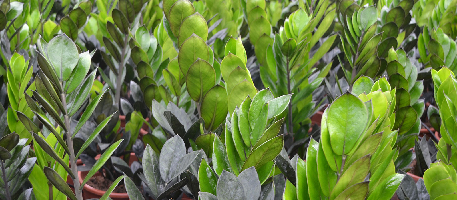 15-OVERIG-Zamioculcas-1-slider-1600-x700