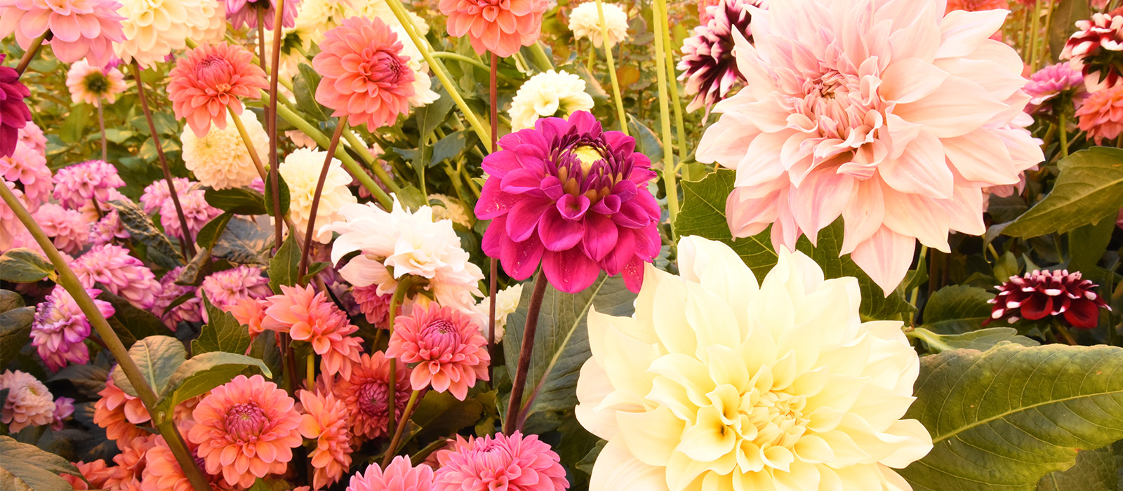 WEBSITE dahlia slider 1600 x700