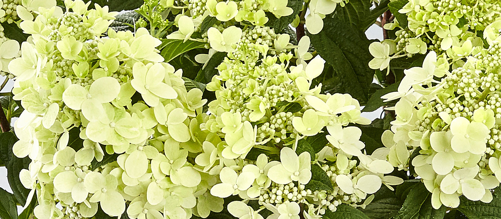 12-GEWAS-Hydrangea-paniculata-slider-4