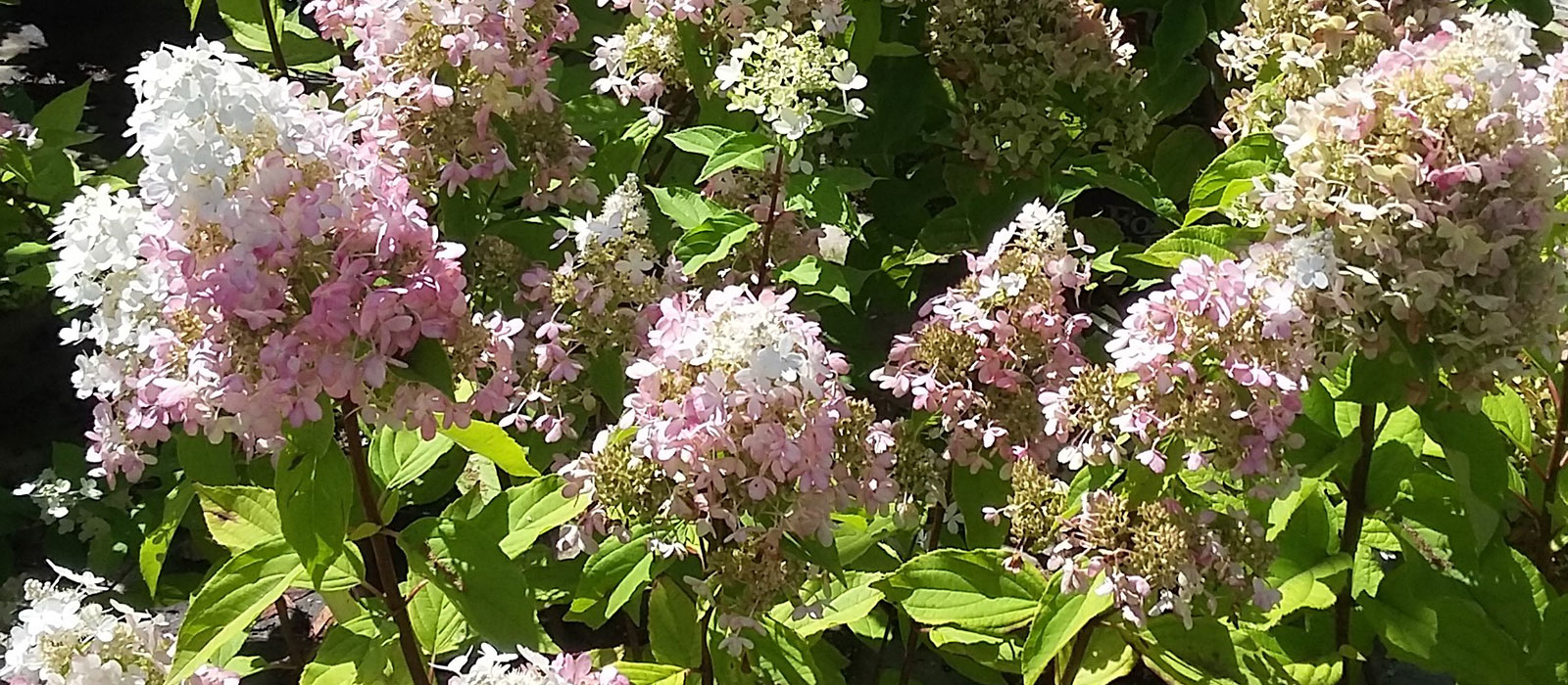12-Hydrangea-paniculata-slider-2-1600-x700