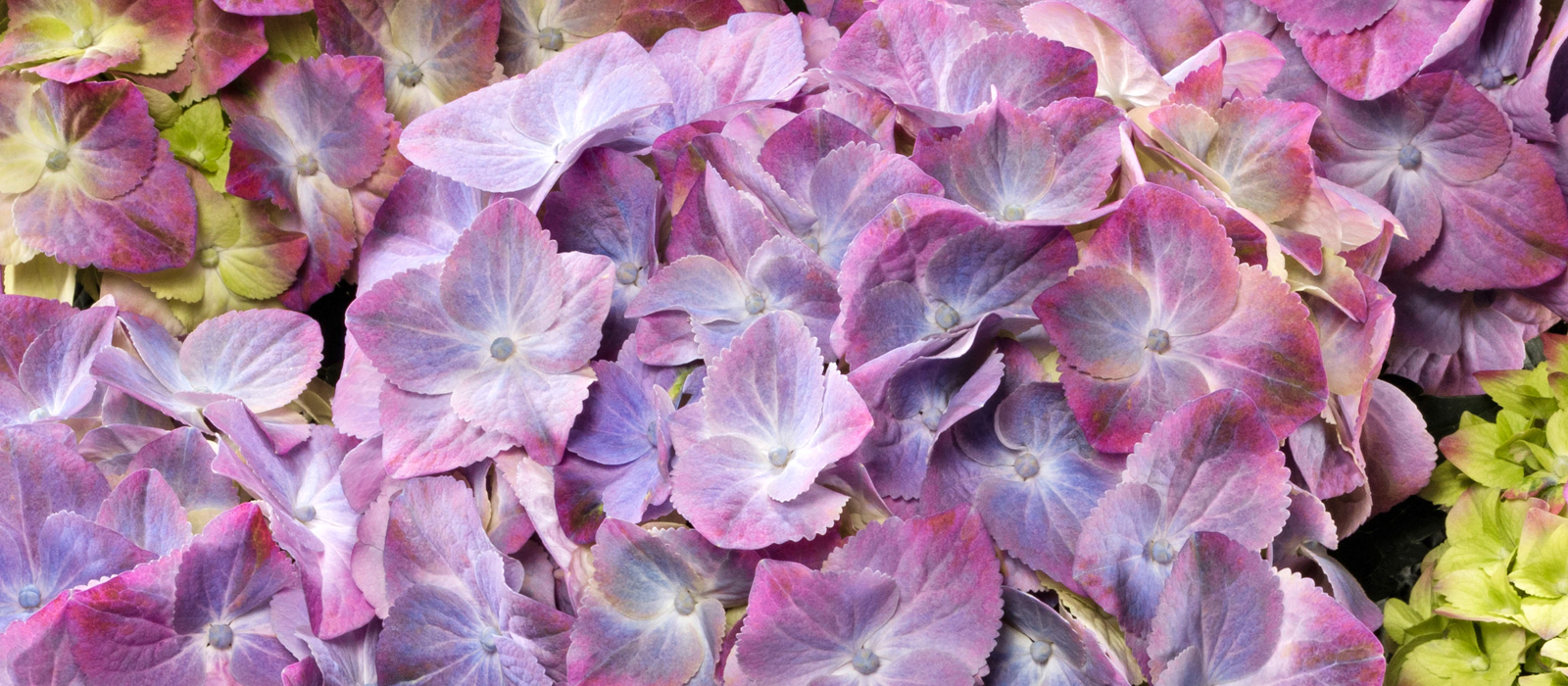 1-GEWAS-3-Hortensia-Green-Lips-Purple1600x700