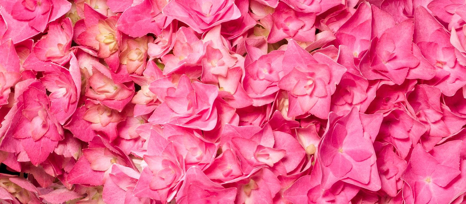 1-GEWAS-4-Hortensia-Double-Pink1600x700