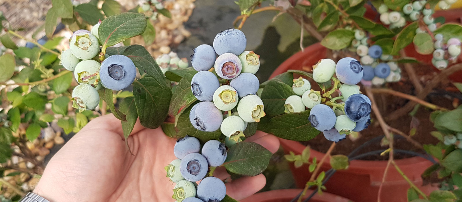 2-GEWAS-4-Kleinfruit-Blauwe-Bes-slider-1600-x700