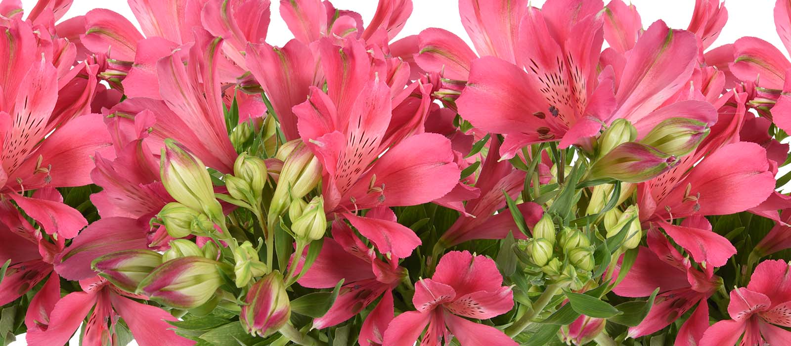 potalstroemeria gewas slider 1600 x 700