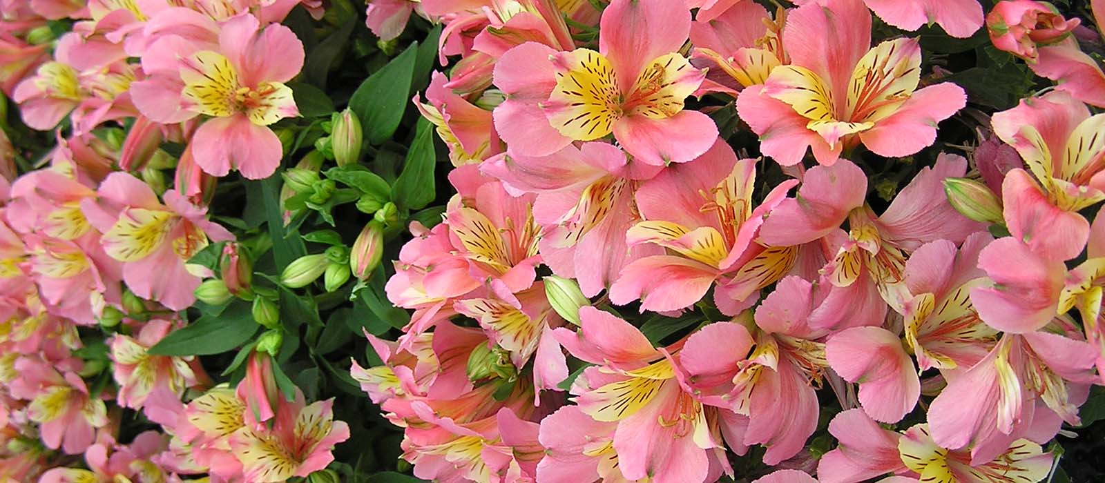 potalstroemeria gewas slider 1600 x 700