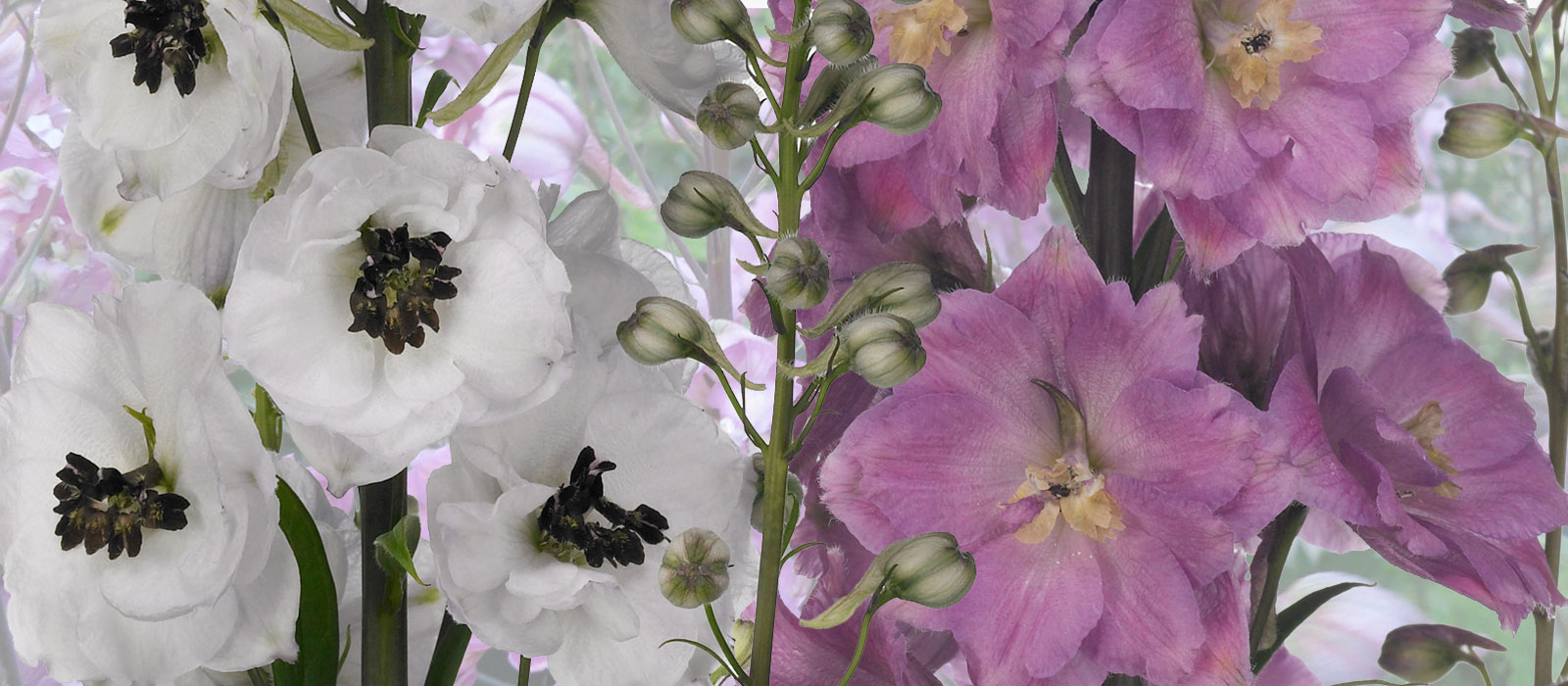 10-GEWAS-Delphinium-2-Slider-1600x700