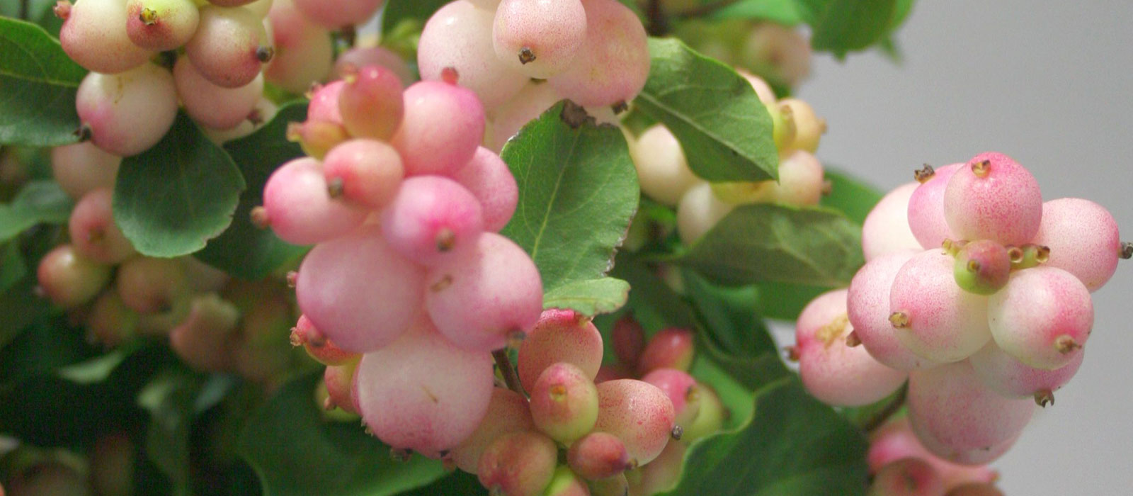 11-GEWAS-Symphoricarpos-1-slider-1600-x700
