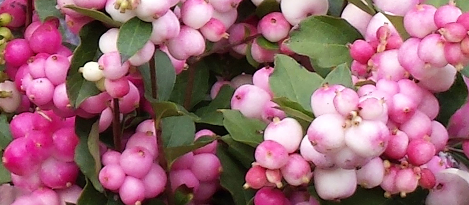 11-GEWAS-Symphoricarpos-1-slider-1600-x700