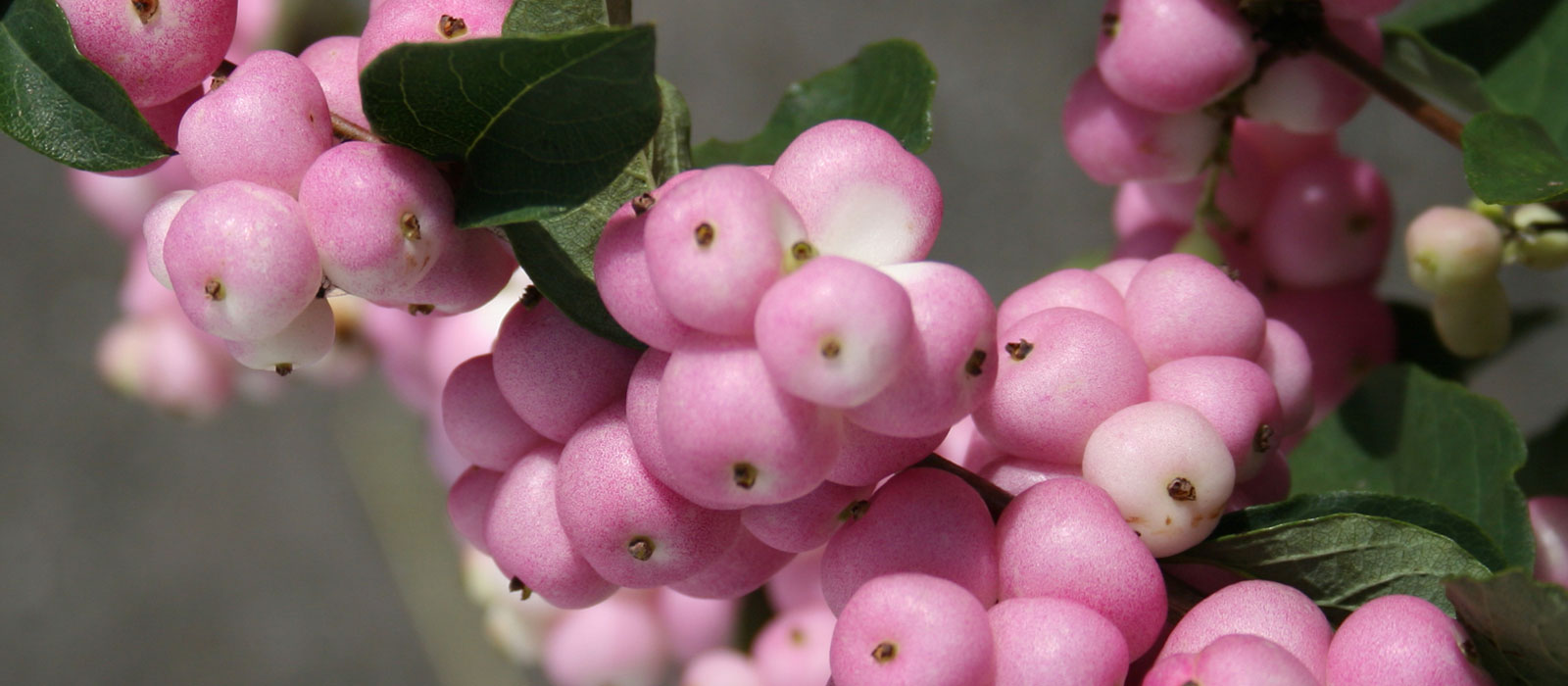 11-GEWAS-Symphoricarpos-2-Pride-slider-1600-x700
