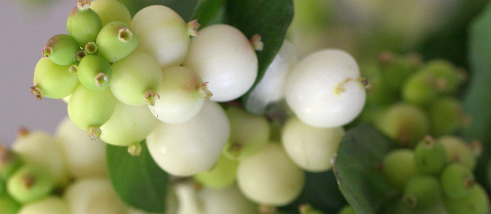 11-GEWAS-Symphoricarpos-3-wit-slider-1600-x700