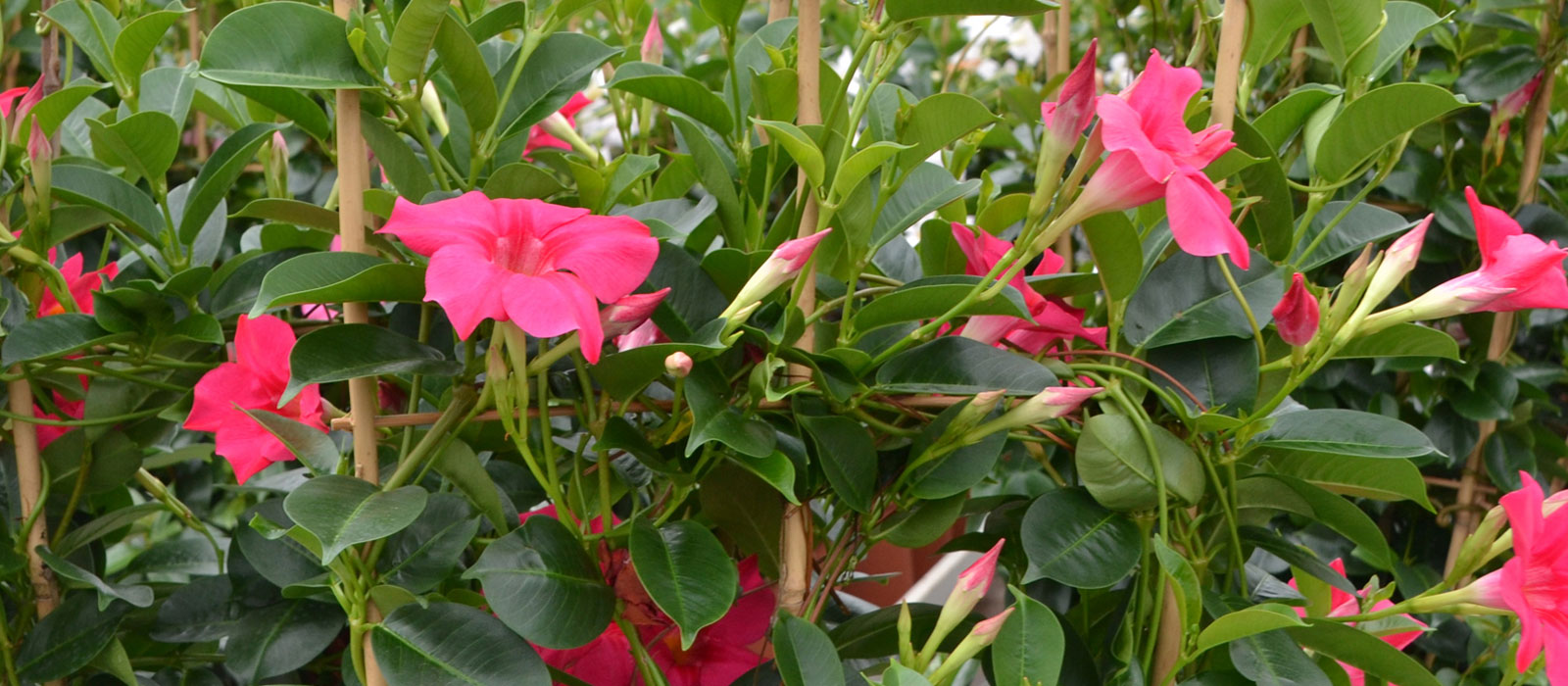 8-GEWAS-Mandevilla-2-roze-Slider-1600x700