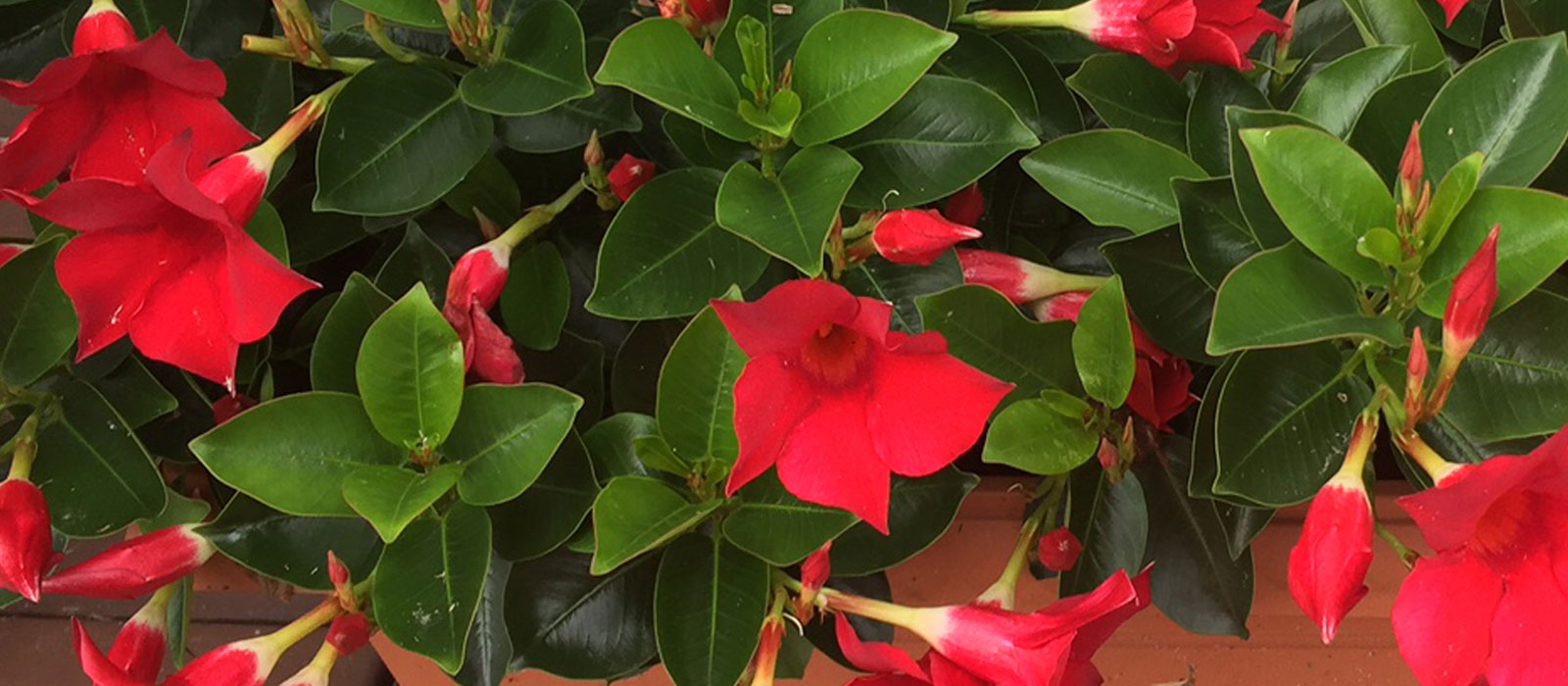 8-GEWAS-Mandevilla-3-rood-Slider-1600x700