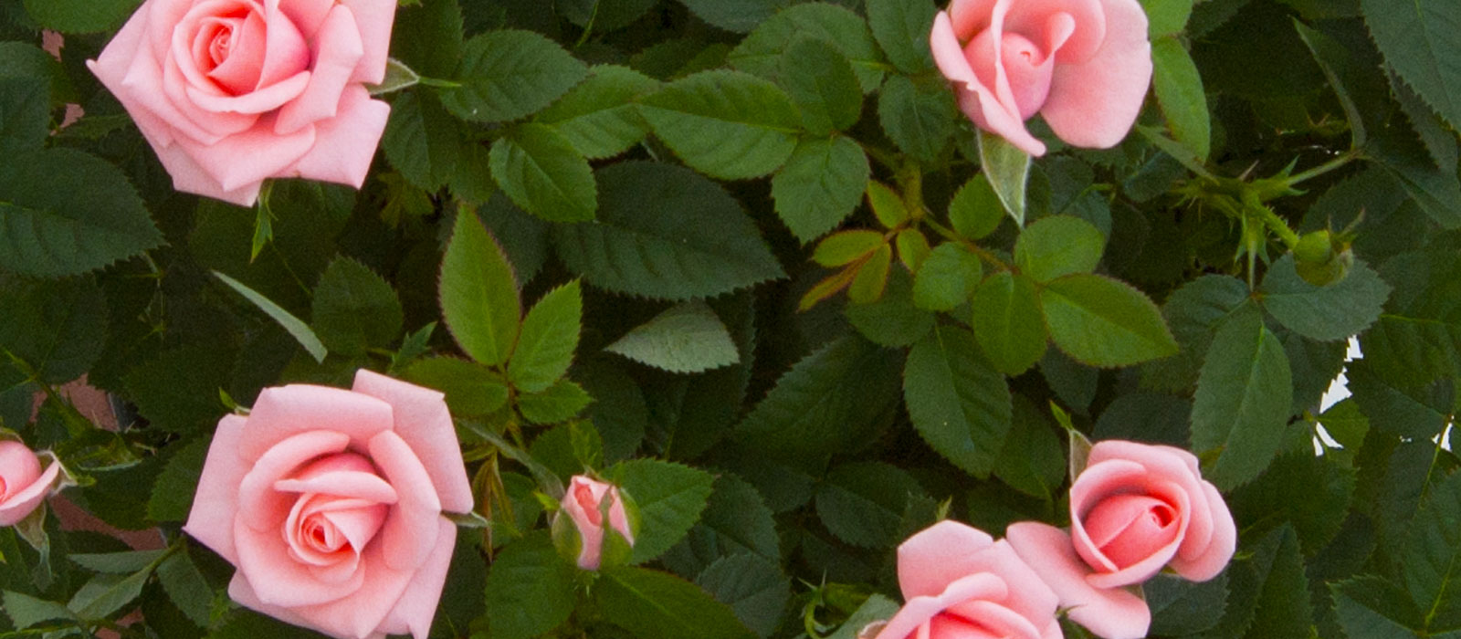 9-GEWAS-Potroos-1-pink-Slider-1600x700