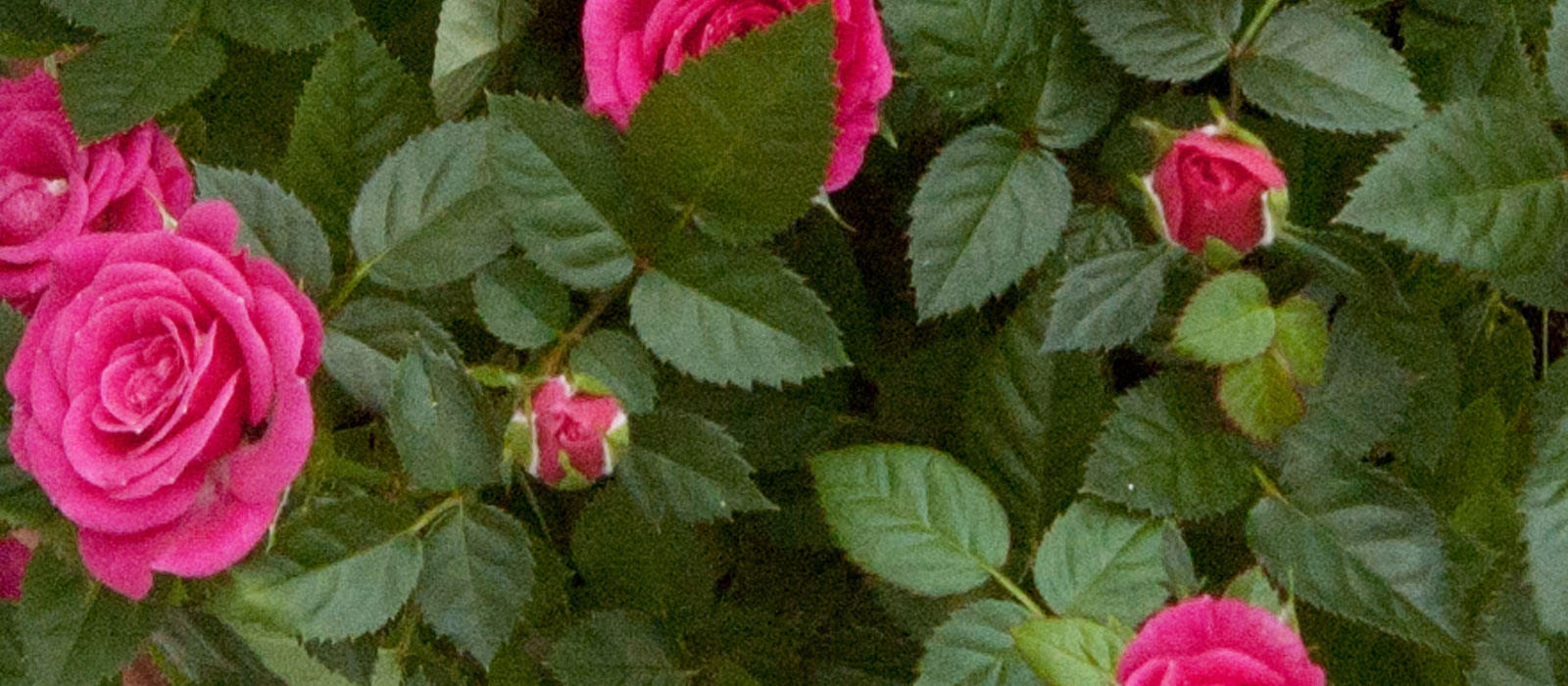 9-GEWAS-Potroos-2-purple-Slider-1600x700