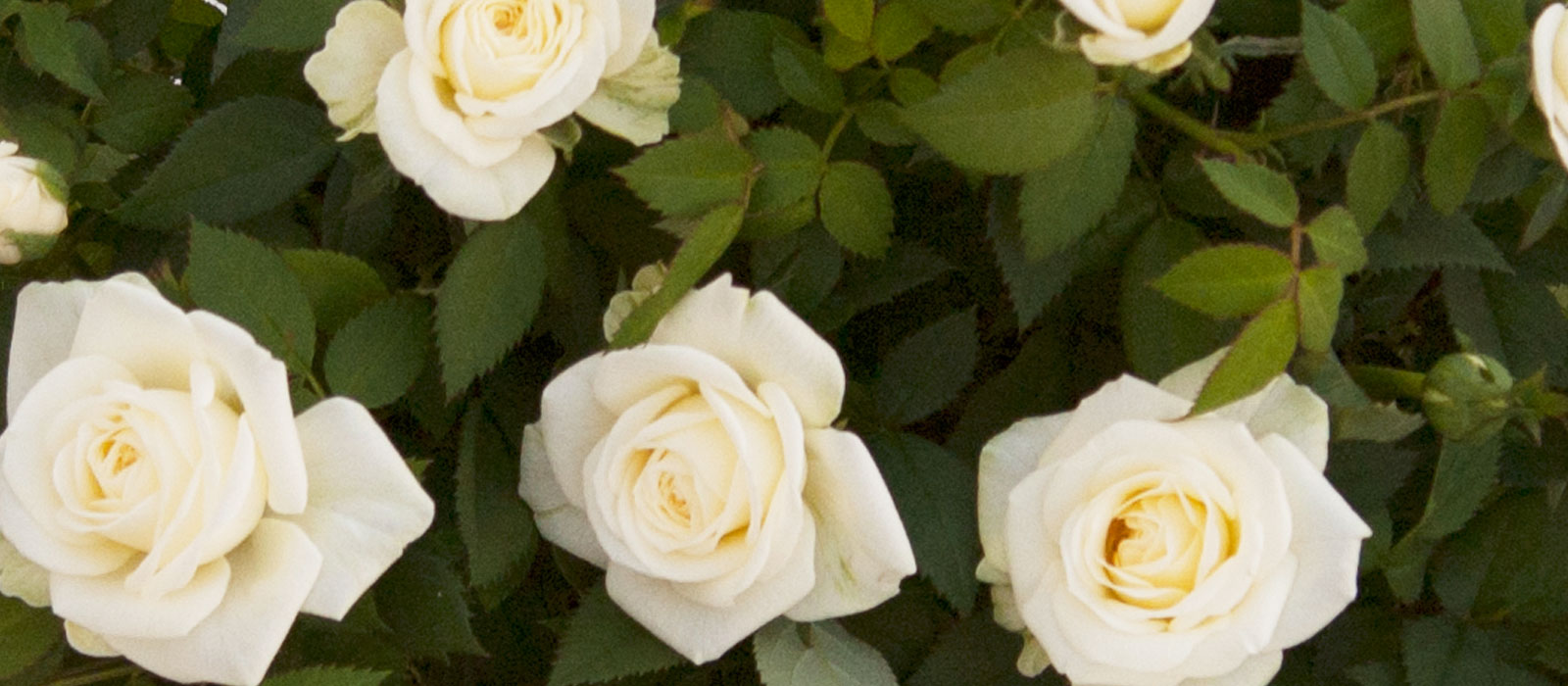 9-GEWAS-Potroos-3-white-Slider-1600x700