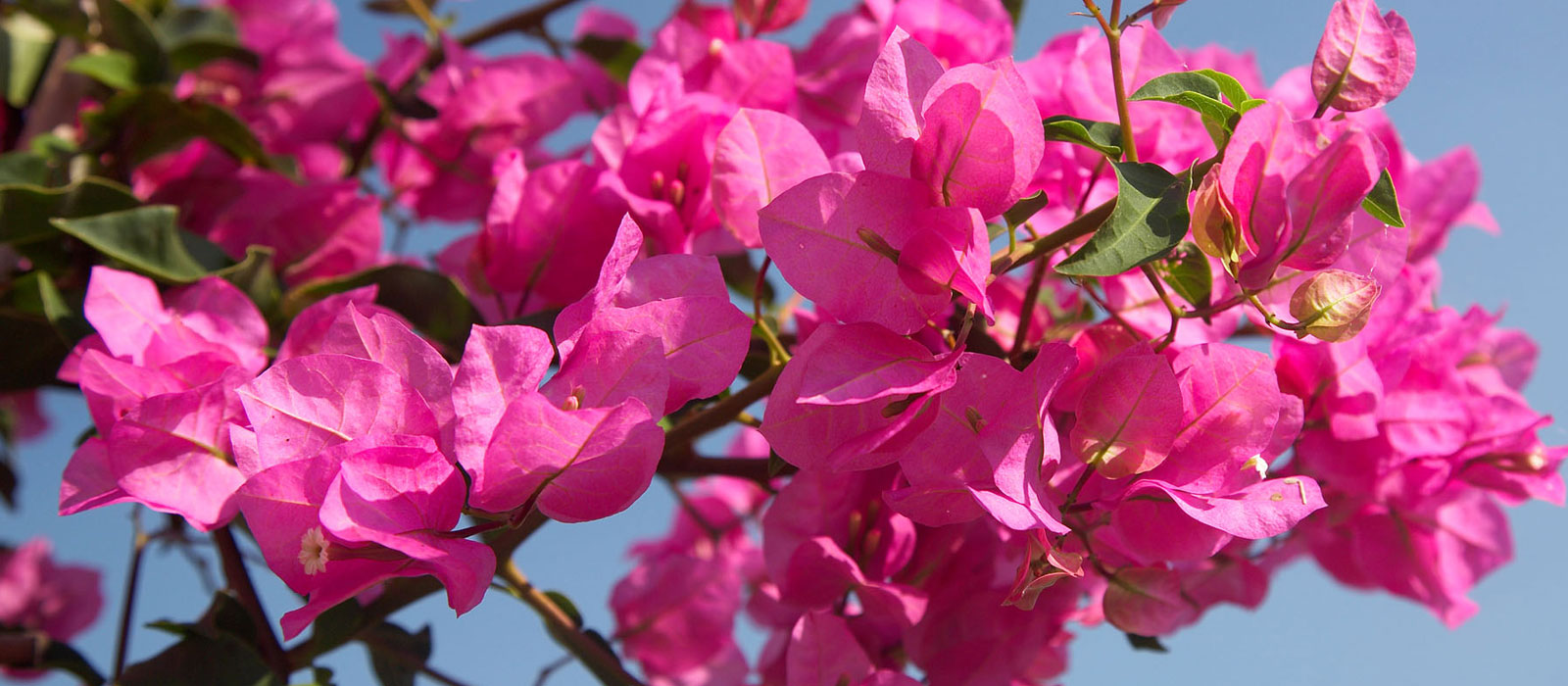 13-GEWAS-Bougainvillea-slider-1
