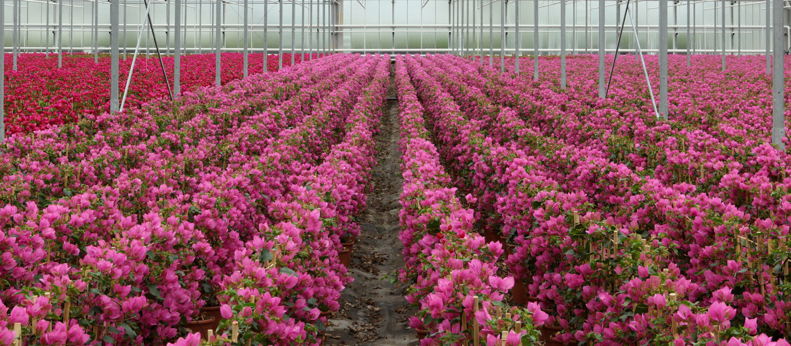 13-GEWAS-Bougainvillea-slider-2