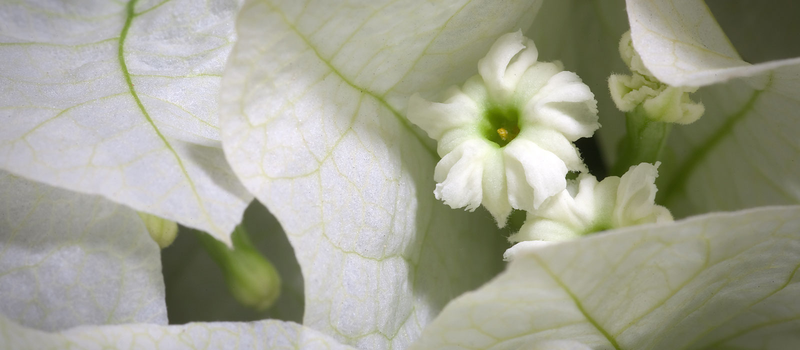 13-GEWAS-Bougainvillea-slider-3