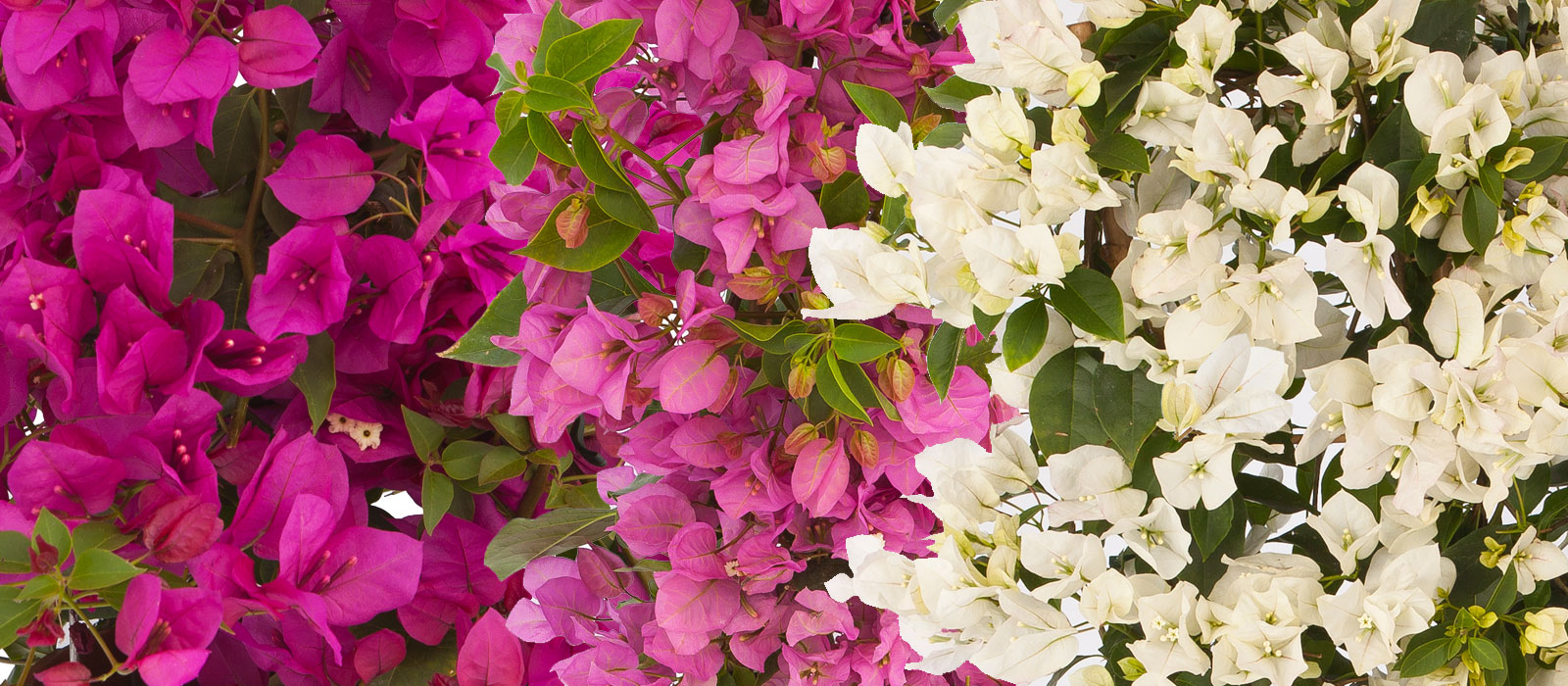 13-GEWAS-Bougainvillea-slider-4