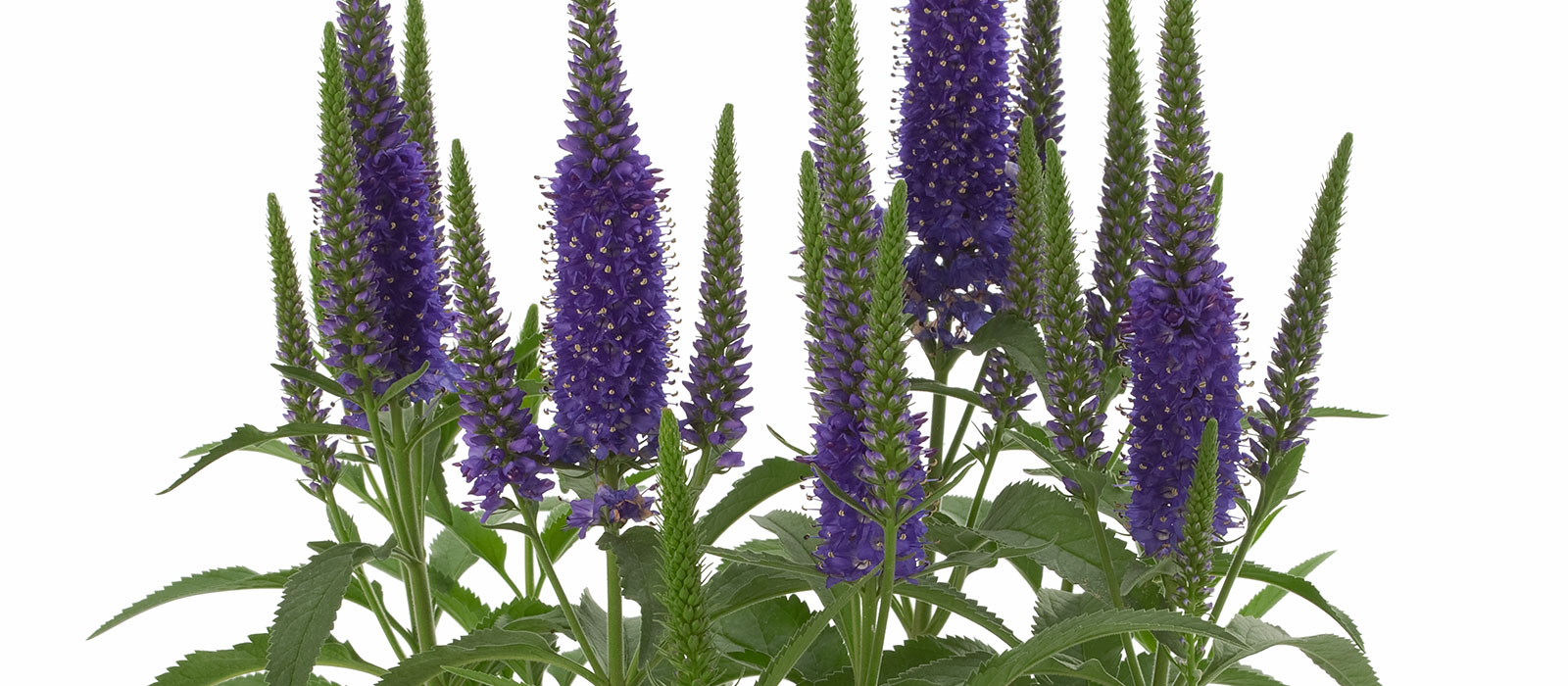 14-GEWAS-Pot-Veronica-slider-1600-x700