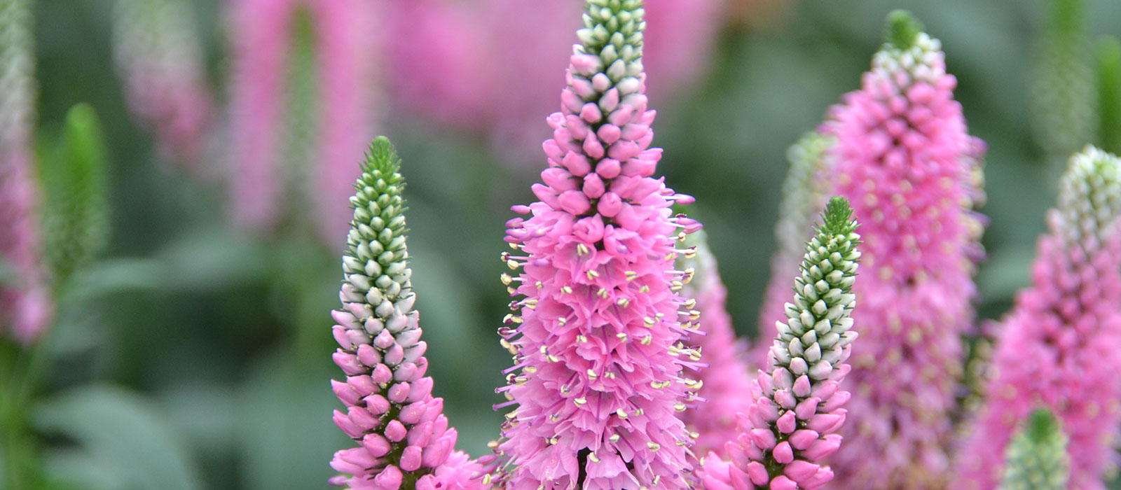 14-GEWAS-Pot-Veronica-slider-2-1600-x700