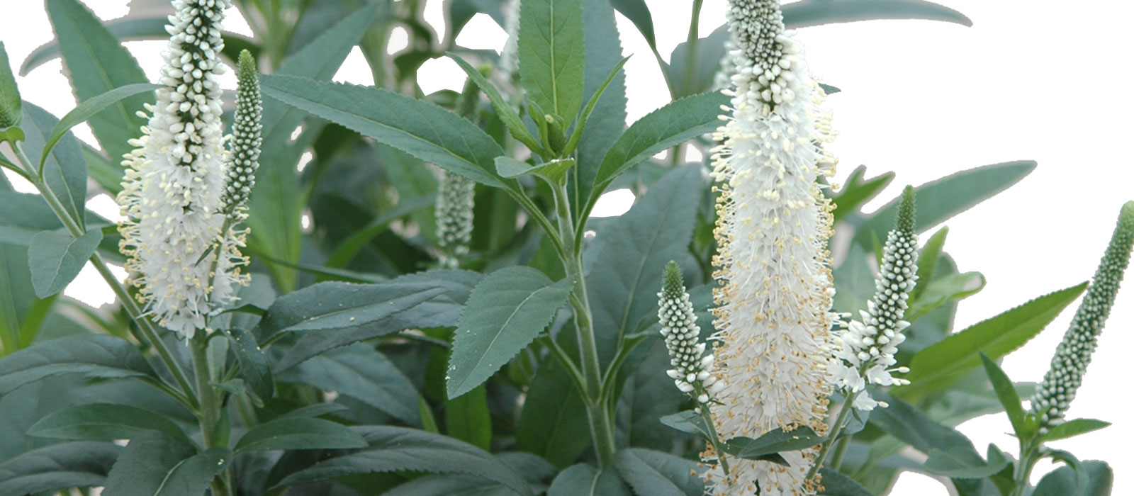 14-GEWAS-Pot-Veronica-slider-3-1600-x700