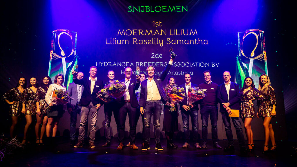Hydrangea Royal Anastasia HBA Glazen Tulp 2020