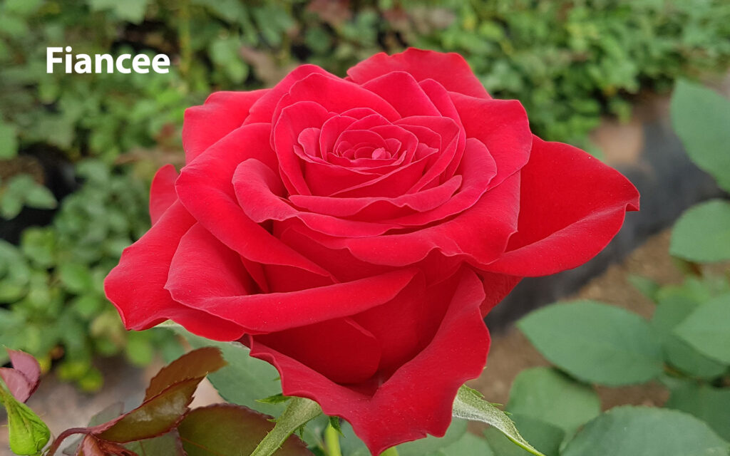 Fiancee-WAC Naivasha