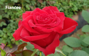 Fiancee-WAC Naivasha