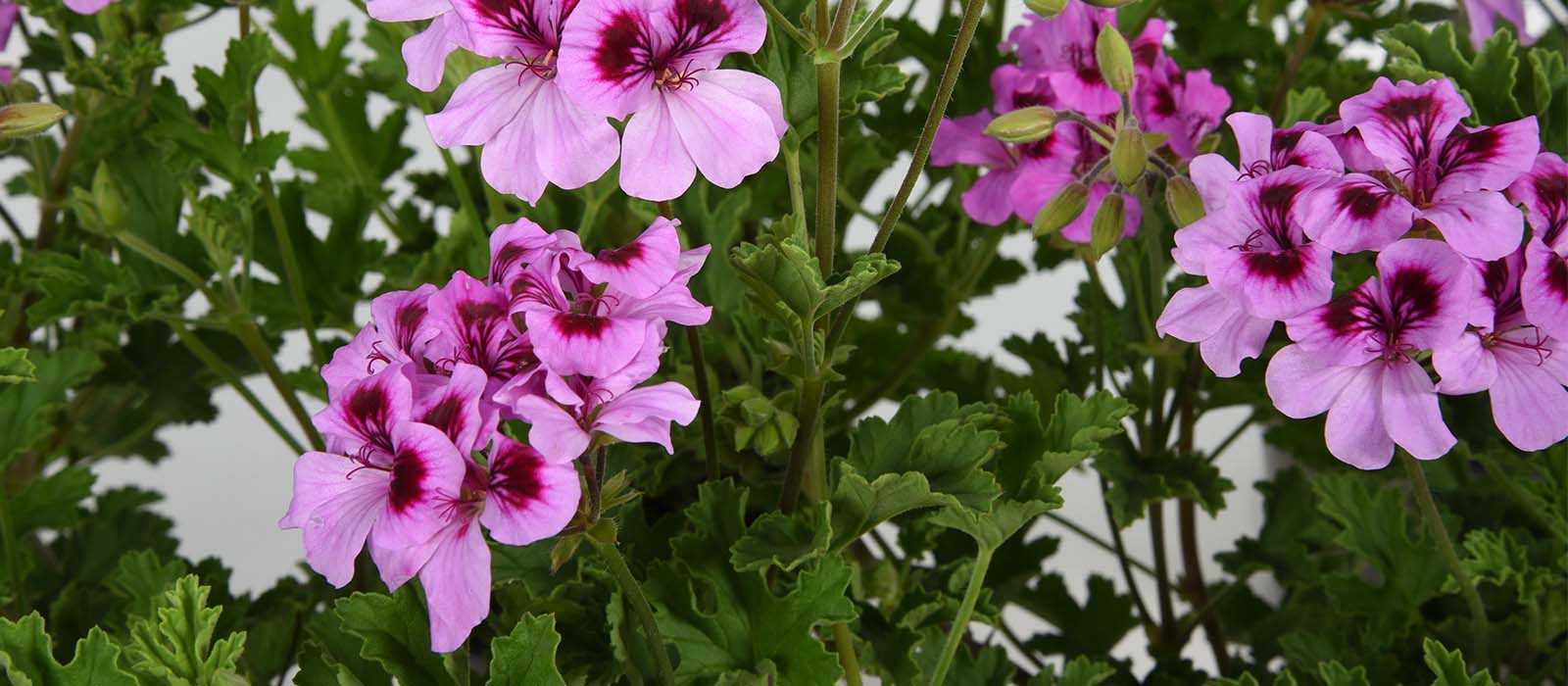 16-GEWAS-Pelargonium-3 slider 1600 x 700