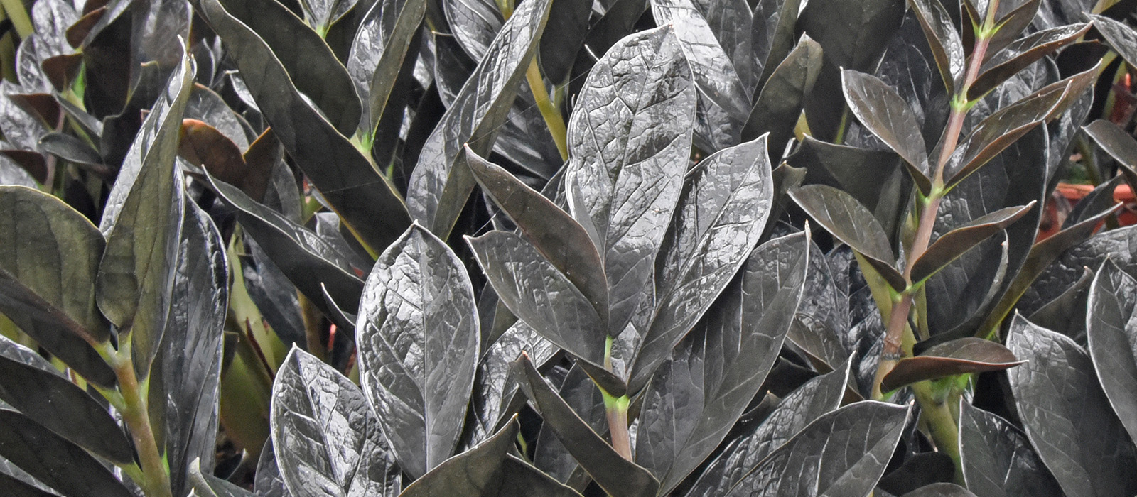 17-OVERIG-Zamio - 1 - slider 1600x700