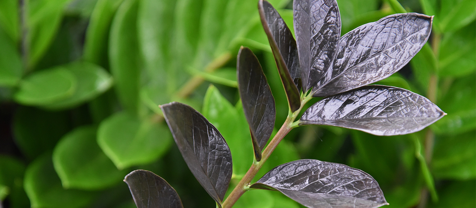 17-OVERIG-Zamio - 2 - slider 1600x700