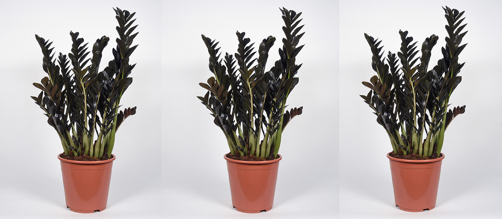 17-OVERIG-Zamio - 4 - slider 1600x700