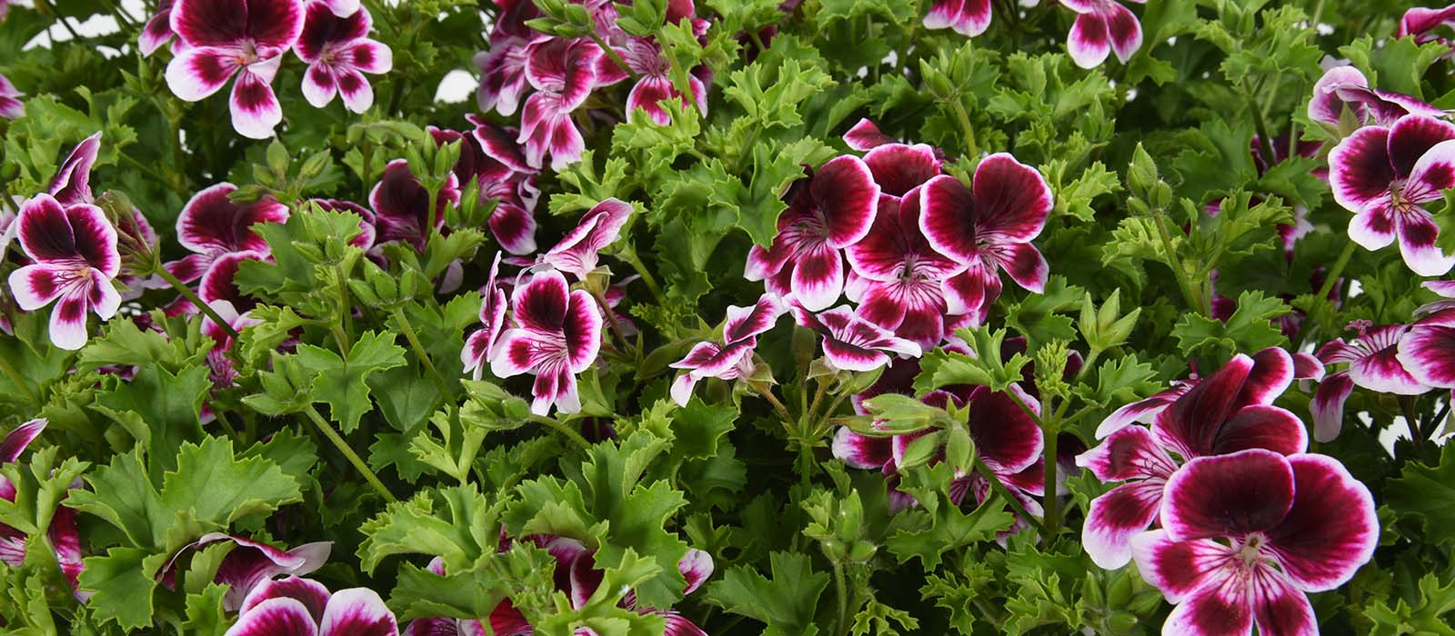pelargonium 2 gewas slider 1600 x 700
