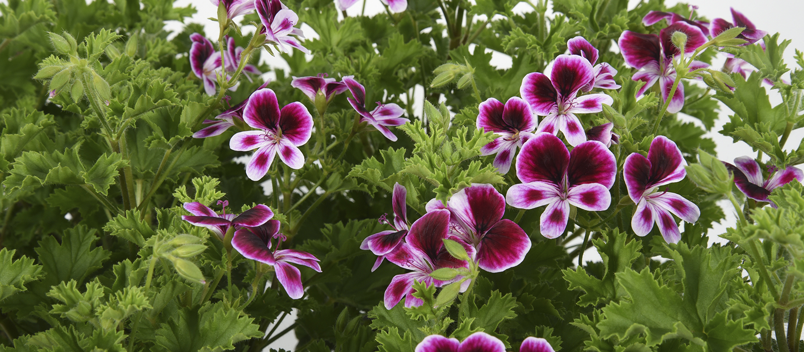 pelargonium gewas slider 1600 x 700