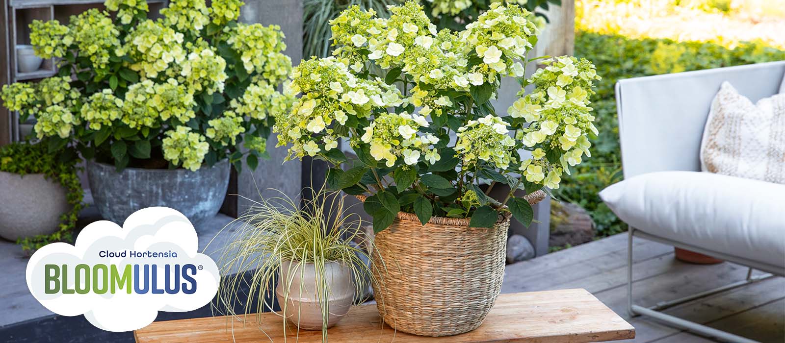 hydr paniculata bloomulus slider 1600 x 700