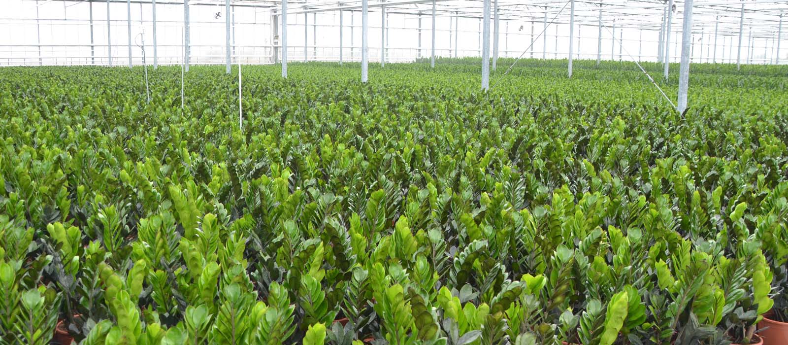 zamioculcas gewas slider 1600 x 700