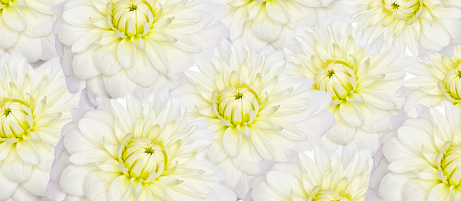 Lima slider 1 1600 x700