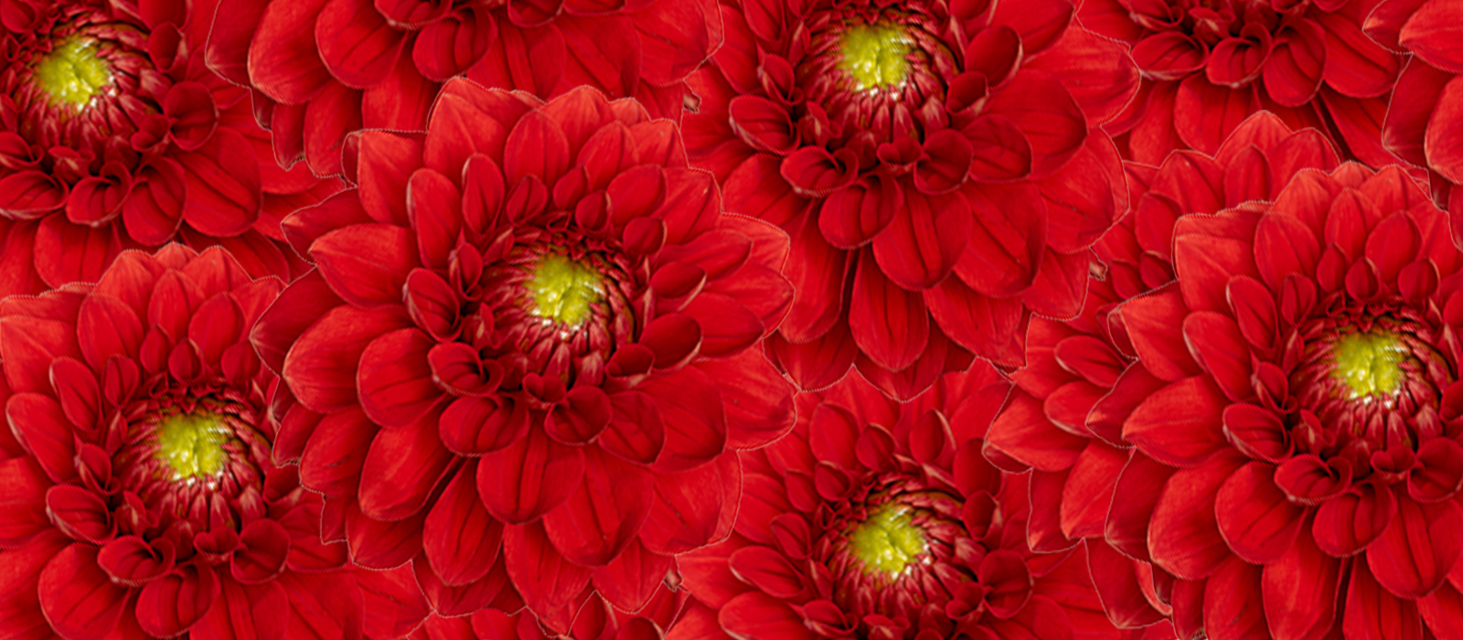 Sofia slider 1 1600 x700