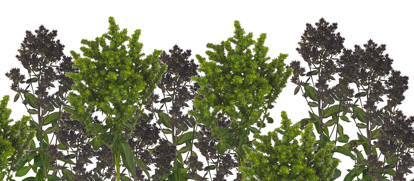 Phlox bloemloos GEWAS slider 1600 x700